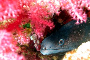 Murena (Muraena helena)