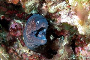Murena (Muraena helena)