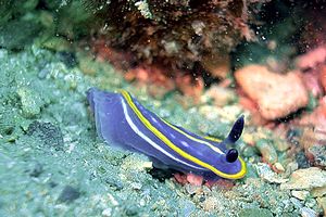 Doride tricolore (Hypselodoris tricolor)