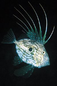 Pesce san pietro (Zeus faber)