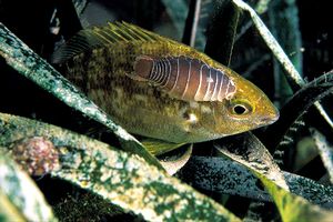 Sarago sparaglione (Diplodus anularis)