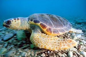 Caretta (Caretta caretta)