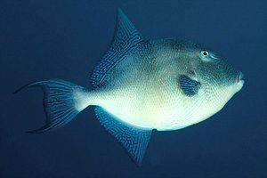 Pesce balestra mediterraneo (Balistes capriscus)