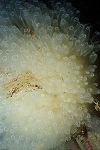 Ascidia (Diazona violacea)