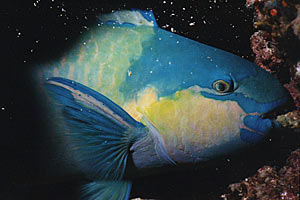 Pesce pappagallo (Scarus sordidus)