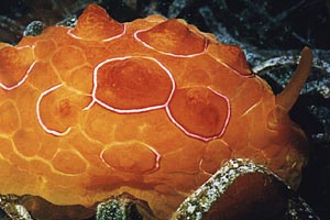 Lumacone tartaruga (Pleurobranchus testudinarius)