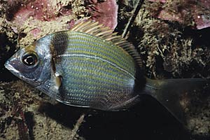 Sarago fasciato (Diplodus vulgaris)