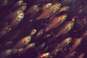 Pesce vetro (Parapriacanthus ransonneti)