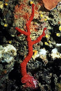 Corallo rosso (Corallium rubrum)