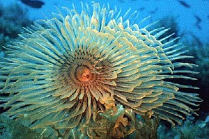 Spirografo (Sabella spallanzanii)