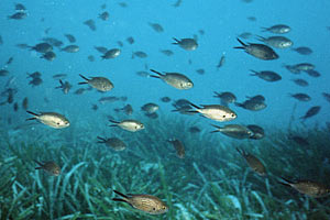 Castagnola (Chromis chromis)