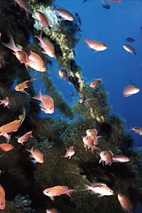 Castagnola rossa (Anthias anthias)