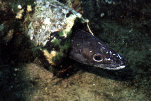 Grongo (Conger conger)