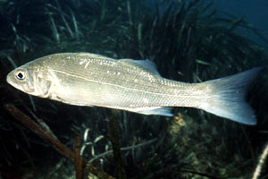 Spigola (Dicentrarchus labrax)