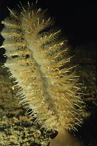 Pennatula grigia (Pteroeides griseum)