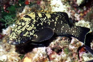 Cernia bruna (Epinephelus marginatus)