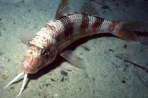 Triglia di scoglio (Mullus surmuletus)