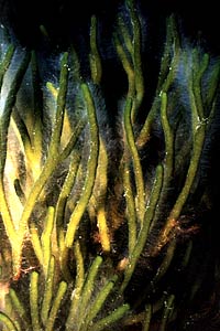 Alga a candelabro verde (Codium fragile)