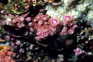 Attinia gioiello (Corynactis viridis)