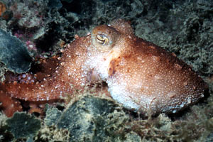 Polpessa (Octopus macropus)