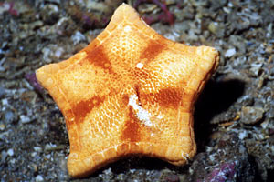 Stella pentagono (Peltaster placenta)