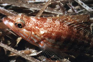 Perchia (Serranus cabrilla)