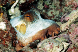 Polpo comune (Octopus vulgaris)