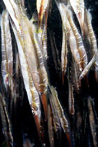 Pesce rasoio (Aeoliscus strigatus)
