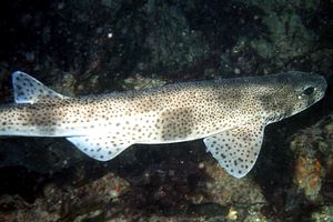 Gattuccio (Scyliorhinus canicula)