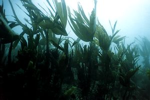 Kelp (n.d. n.d.)