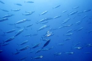 Tonnetto striato (Katsuwonus pelamis)