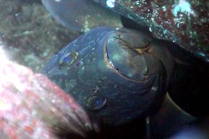 Cernia bruna (Epinephelus marginatus)