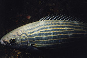 Salpa (Sarpa salpa)