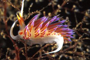 Flabellina dalla linea bianca (Flabellina lineata)