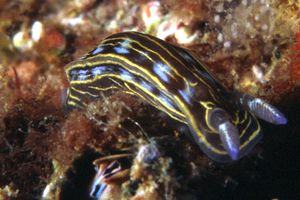 Doride di villafranca (Hypselodoris villafranca)