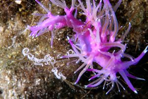 Flabellina rosa (Flabellina affinis)