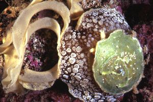 Lumaca ad ombrello (Umbraculum umbraculum)