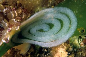 Opistobranco (Opistobranco sp.)