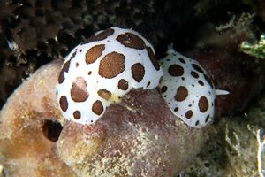 Vacchetta di mare (Discodoris atromaculata)