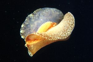 Nudibranco (N.d. n.d.)