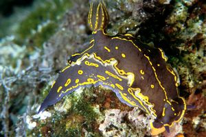 Doride dipinto (Hypselodoris picta)