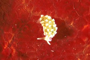 Nudibranco (N.d. n.d.)