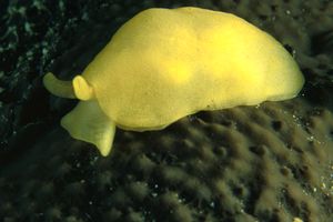 Bertellina di Edwards (Berthellina edwardsi)
