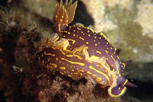 Doride dipinto (Hypselodoris picta)