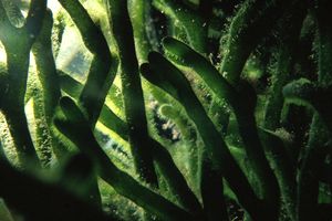 Alga a candelabro verde (Codium fragile)