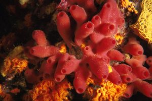 Spugna a canne d'organo (Haliclona mediterranea)