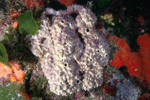 Spugna (Spongia n.d.)