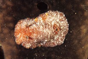 Doride argo (Platydoris argo)