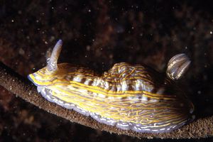 Doride di villafranca (Hypselodoris villafranca)