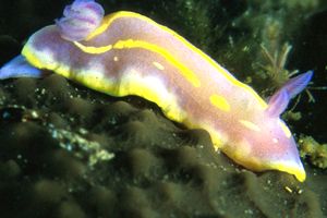 Chromodoris krohni (Chromodoris krohni)